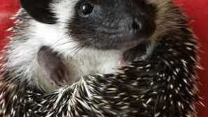 Как да привлечем таралежи на градински парцел